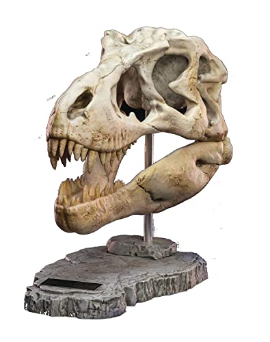 STAR ACE Spielzeug – Prähistorische Kreaturen T-Rex Kopf Schädel Polyresin Statue (Netz) von STAR ACE