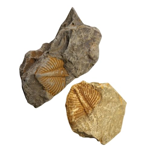 STOBAZA 2 Stück Teiliges Trilobiten Fossilien als Pädagogisches Lehrmittel und Dekoratives Modell Naturgetreue Nachbildung Unterrichtsmaterial für Schüler und Sammler Handliche Sichere von STOBAZA