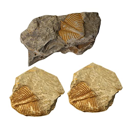 STOBAZA 3 Stück Teiliges Trilobiten Fossilien Dekorative Urzeitkrebse Sammlerstücke Robustes Lehrmodell für Büro und Klassenzimmer Kreative Wissenschaftliche Proben STOBAZA 3 Stück Teiliges Trilobiten Fossilien Dekorative Urzeitkrebse Sammlerstücke Robustes Lehrmodell für Büro und Klassenzimmer Kreative Wissenschaftliche Proben von STOBAZA