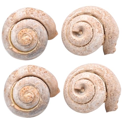 STOBAZA 4 Stück Teiliges Schneckenfossil als Pädagogisches Schülermaterial Naturgetreues Meeresfossil Dekor für Schreibtisch Lehrreiches Fossilien Ornament zur Wissenschaftsvermittlung von STOBAZA