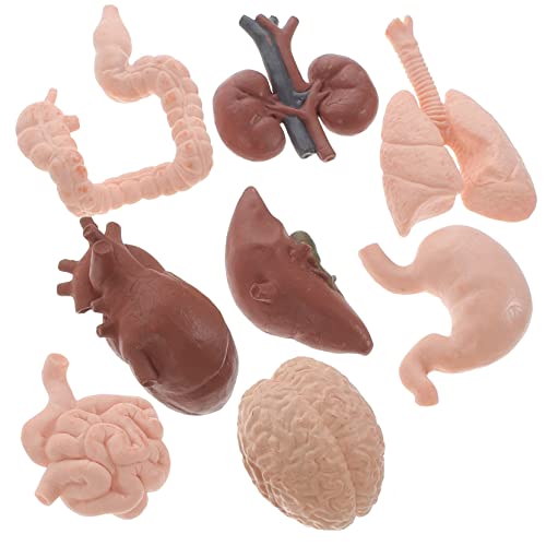 STOBAZA 8Stücke Teiliges Realistisch Gestaltetes Organmodell für Menschliche Pädagogisches für Lernen über Körperstruktur für Medizinische Zwecke STOBAZA 8Stücke Teiliges Realistisch Gestaltetes Organmodell für Menschliche Pädagogisches für Lernen über Körperstruktur für Medizinische Zwecke von STOBAZA