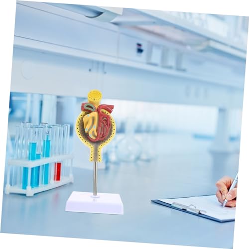 STOBAZA Anatomisches Glomerulus Modell mit Sockel Lehrmodell Detailgetreue Darstellung Menschlicher Nierenkörperchen für Studium und Unterricht von STOBAZA