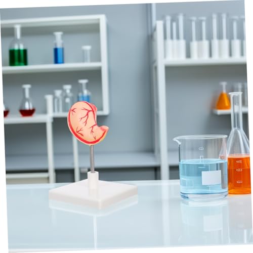 STOBAZA Anatomisches Magenmodell Menschlicher Magen Lehrmodell für Medizinische Ausbildung Wissenschaftliches Organmodell Robust Leicht Montierbar für von STOBAZA