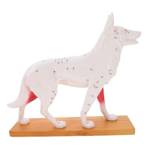 STOBAZA Canine Acupuncture Modell Hunde Lehrmodell mit Detaillierten Akupunkturpunkten für Studenten Lehrer Tiermedizin Training von STOBAZA