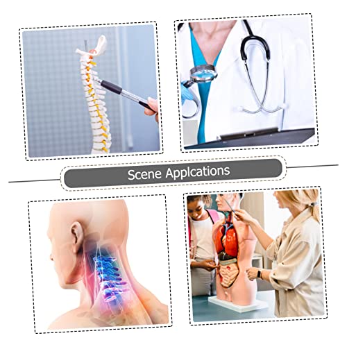 STOBAZA Human Cervical Vertebra Modell aus Umweltfreundlichem PVC Detailliertes Medizinisches Lehrmodell mit Nerven und Muskelstruktur für Unterricht und von STOBAZA