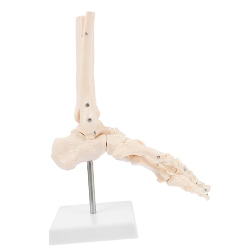 STOBAZA Lebensgroßes Anatomisches Fußgelenkmodell aus Robustem PVC Kunststoff Plastisches Skelettmodell Des Menschlichen Fußskeletts und Sprunggelenks für Medizinische Ausbildung und STOBAZA Lebensgroßes Anatomisches Fußgelenkmodell aus Robustem PVC Kunststoff Plastisches Skelettmodell Des Menschlichen Fußskeletts und Sprunggelenks für Medizinische Ausbildung und von STOBAZA