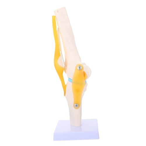 STOBAZA Lebensgroßes Menschliches Kniegelenk Modell aus Leichtem PVC mit Flexibler Seilführung Anatomisch Genaue Simulation der Bänder für Medizinische Lehre und Patientenschulung von STOBAZA