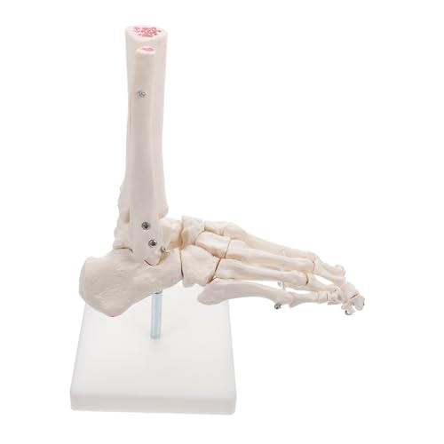 STOBAZA Lebensgroßes PVC Fußgelenkmodell ohne Bänder Anatomisches Menschliches Fuß und Sprunggelenkskelett Lehrmodell für Medizinstudenten Orthopäden Patientenaufklärung Dekorativ und von STOBAZA