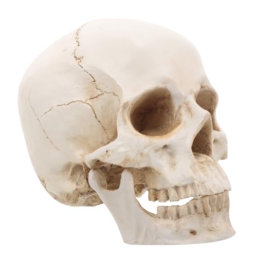 STOBAZA Medizinisches Schädelmodell aus Anatomisches Menschliches Schädelmodell Zerlegbar für Bildung Dekoration Detaillierte für Studien STOBAZA Medizinisches Schädelmodell aus Anatomisches Menschliches Schädelmodell Zerlegbar für Bildung Dekoration Detaillierte für Studien von STOBAZA