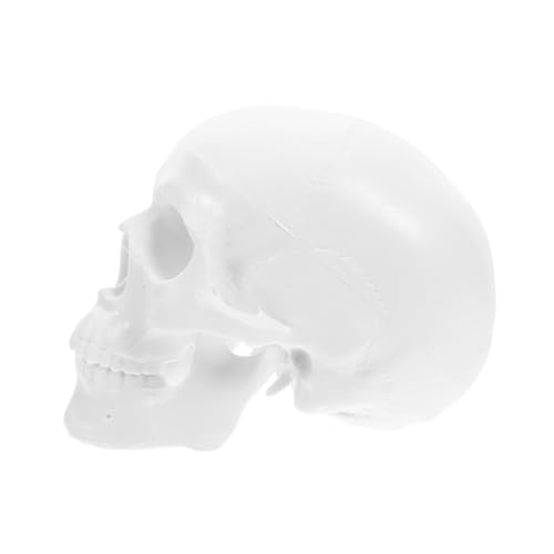 STOBAZA Mini Menschliches Schädelmodell Abnehmbares Anatomisches Kopfmodell Für Zeichnen Realistische Darstellung Für Lernzwecke Dekoration Halloween Events von STOBAZA