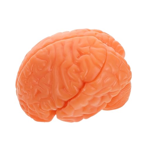 STOBAZA Präzises Anatomisches Lernwerkzeug mit Abnehmbaren Komponenten für Medizinische und Bildungszwecke Braun STOBAZA Präzises Anatomisches Lernwerkzeug mit Abnehmbaren Komponenten für Medizinische und Bildungszwecke Braun von STOBAZA