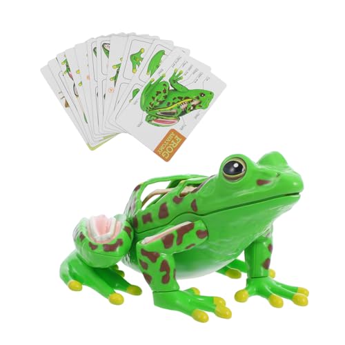 STOBAZA Realistisches Frosch Seziermodell mit Abnehmbaren Sicheres Interaktives Biologie Lernspielzeug für Fördert Beobachtung Anatomieverständnis und Praktische Fähigkeiten von STOBAZA