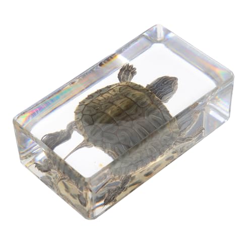 STOBAZA Realistisches Schildkrötenmodell aus Resin Leichtes Detailgetreues Tierfigur für Garten Innenbereich Klassenzimmer Pädagogisches Vielseitiges Deko und Lernobjekt STOBAZA Realistisches Schildkrötenmodell aus Resin Leichtes Detailgetreues Tierfigur für Garten Innenbereich Klassenzimmer Pädagogisches Vielseitiges Deko und Lernobjekt von STOBAZA