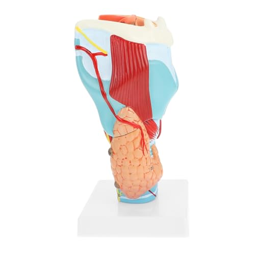 STOBAZA Vergrößertes Kehlkopfmodell Anatomisches Larynx Modell mit Abnehmbaren Teilen für Medizinische Ausbildung und Patientenaufklärung für Anatomieunterricht von STOBAZA