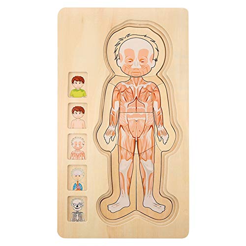 SUPYINI Hölzern Mehrschichtiger Ziegelspielzeug, Sicheres und Farbenfrohes Bildungsspielzeug für, Entwickelt Anerkennungsfähigkeit, Farbiges und Pädagogisches Spielzeug für (Junge) von SUPYINI