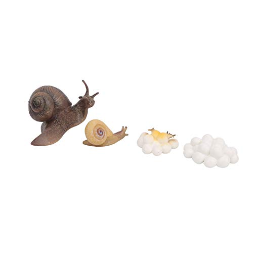 SUPYINI LIFELICE Snack Wachstumszyklus Modell Lebenszyklus Modell Miniaturgartendekoration SUPYINI LIFELICE Snack Wachstumszyklus Modell Lebenszyklus Modell Miniaturgartendekoration von SUPYINI