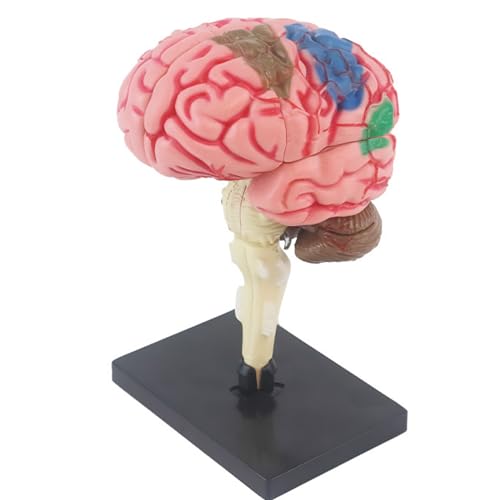 SUQ Wissenschaft Kann Menschliches Körpermodell für Kinder, menschliches Gehirn Anatomie Modell, Abnehmbares Menschliches Körper Wissenschaft Kit für Kinder Jungen Mädchen Alter 6+, Gehirn von SUQ