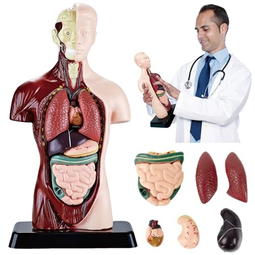 SUQ Wissenschaft kann menschliches Körpermodell für Kinder, menschliches Torso Anatomie Modell, abnehmbares menschliches Körper Wissenschaft Kit für Kinder Jungen Mädchen Alter 6+, Körperhälfte von SUQ