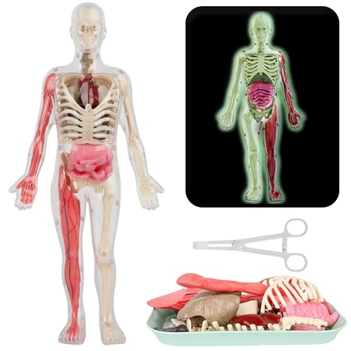SUQ Wissenschaft kann menschliches Körpermodell für Kinder, menschliches Torso Anatomie Modell, abnehmbares menschliches Körper Wissenschaft Kit für Kinder Jungen Mädchen Alter 6+, Noctilucent DIY von SUQ