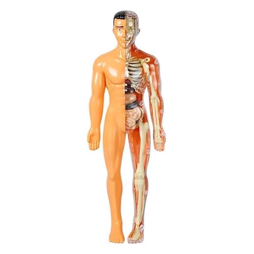 SUQ Wissenschaft kann menschliches Körpermodell für Kinder, menschliches Torso Anatomie Modell, abnehmbares menschliches Körper Wissenschaft Kit für Kinder Jungen Mädchen Alter 6+, Skelett von SUQ