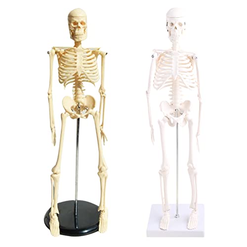 Menschliches Skelettmodell für Anatomie, 43,2 cm, menschliches Skelettmodell mit beweglichen Armen, Beinen, wissenschaftliches Modell für Grundstudium, menschliches Skelettmodell für Anatomie, Kinder, von Saddgo