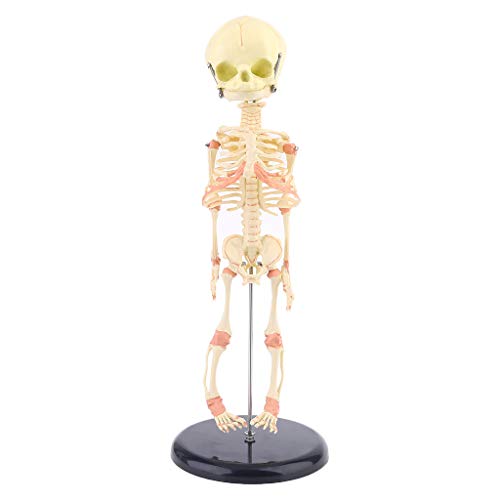 Saddgo Single for Head Baby Skull Human Research Model Skelett Anatomical Brain Anatom von Saddgo