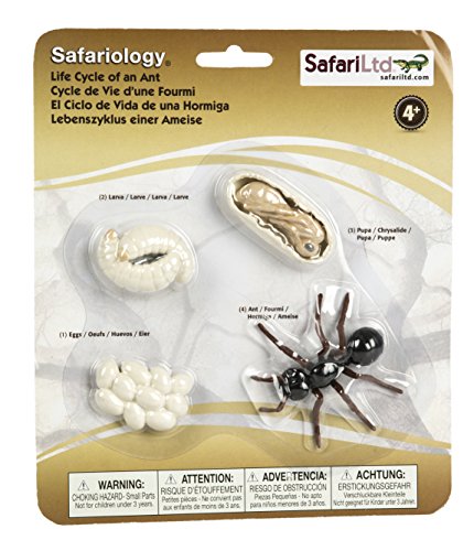 Safari 663916 Life Cycle of An Ameisen von Safari Ltd.
