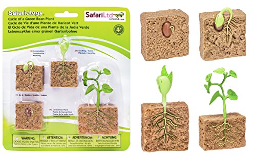 Safari 662416 Ltd. Life Cycle of A Green Bean Plant von Safari