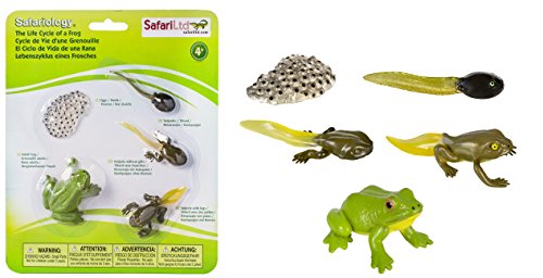 Safari 269129 Lebenszyklus eines Frosches von Safari Ltd.
