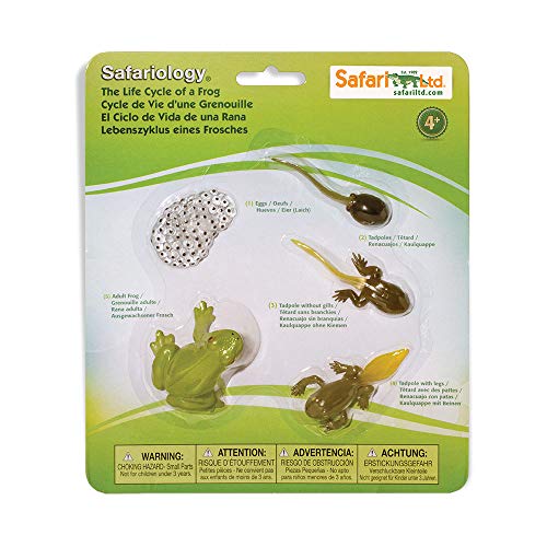 Safari Ltd. 269129 Lebenszyklus eines Froschs, Frosch von Safari Ltd.