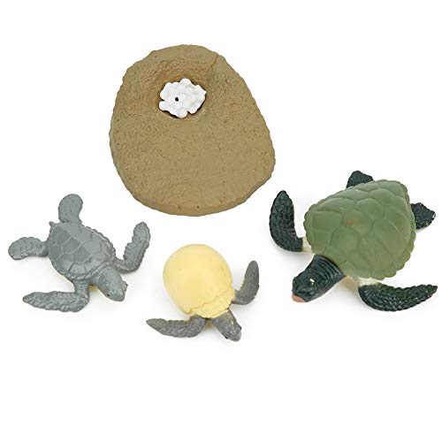Saluaqui Hochsimuliertes Lebenszyklusmodell Spielzeug für - Kükenlebenszyklus -Lernmodell mit Qualitativ Hochwertigem PVC Material für Bildungsspiele (Wachstumszyklus der Schildkröte) von Saluaqui