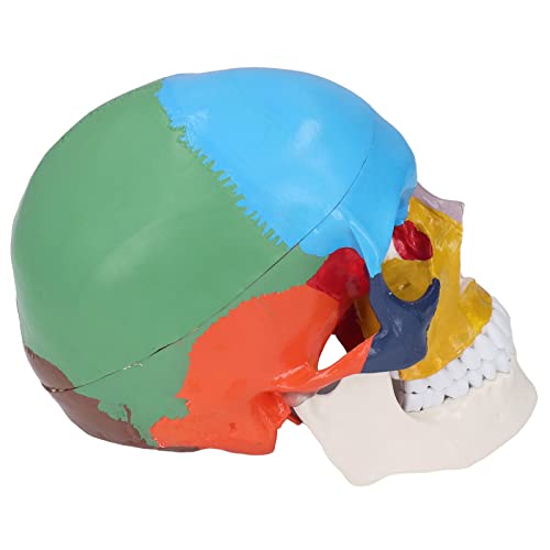Saluaqui Lebensgröße 3 Teil Anatomischer Menschlicher Schädelmodell mit Abnehmbarem Deckung und Farbdiagramm für Lehren und Lernen, Detailfarbene PVC -Schädel Anatomische Modell Saluaqui Lebensgröße 3 Teil Anatomischer Menschlicher Schädelmodell mit Abnehmbarem Deckung und Farbdiagramm für Lehren und Lernen, Detailfarbene PVC -Schädel Anatomische Modell von Saluaqui