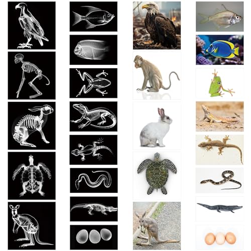 Saypacck 13-teiliges Röntgen-Set mit 13 Tier-Lernkarten für pädagogische Wissenschaft Saypacck 13-teiliges Röntgen-Set mit 13 Tier-Lernkarten für pädagogische Wissenschaft von Saypacck