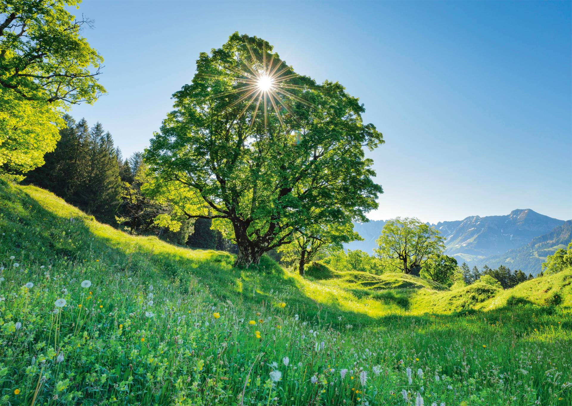 Schmidt Spiele Bergahorn in der Sonne - St. Gallen, Schweiz 1000 Teile Puzzle Schmidt-Spiele-59761 Schmidt Spiele Bergahorn in der Sonne - St. Gallen, Schweiz 1000 Teile Puzzle Schmidt-Spiele-59761 von Schmidt Spiele