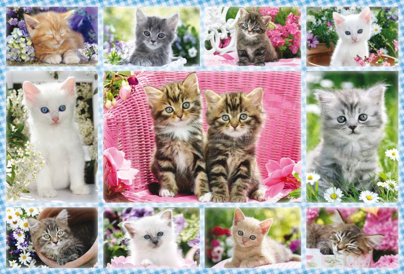 Schmidt Spiele Katzenbabies 100 Teile Puzzle Schmidt-Spiele-56135 von Schmidt Spiele