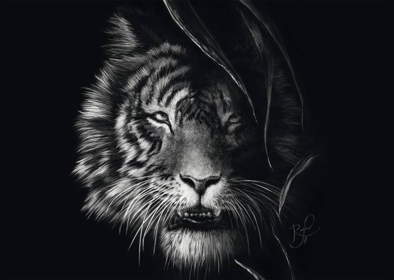 Schmidt Spiele Wilderness - Tiger: Im Zeichen der Freiheit 1000 Teile Puzzle Schmidt-Spiele-58541 von Schmidt Spiele