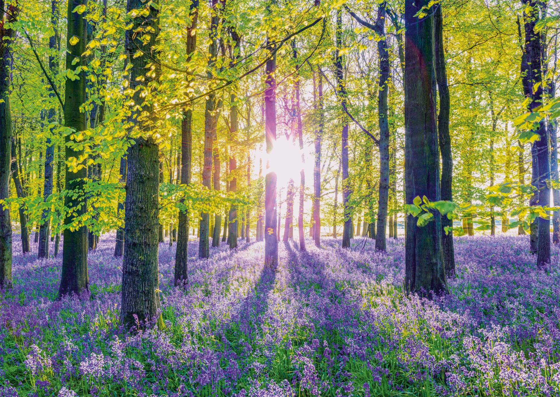 Schmidt Spiele Zarte Glockenblumen im Wald 1000 Teile Puzzle Schmidt-Spiele-59767 Schmidt Spiele Zarte Glockenblumen im Wald 1000 Teile Puzzle Schmidt-Spiele-59767 von Schmidt Spiele