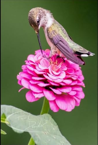 1000 Teile - Hummingbirds Plakats - Lernspielzeug Für Kinder - Spiele Zum Stressabbau In Der Familie - Erwachsene Puzzles Challenge Spiel Ja140Zp von Schwagebo