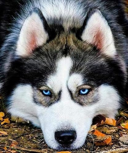 1000 Teile Puzzle,Animal Huskyss Plakats,Lernspielzeug Für Kinder,Spiele Zum Stressabbau In Der Familie,Erwachsene Puzzles Challenge Spiel Ja446Zp von Schwagebo