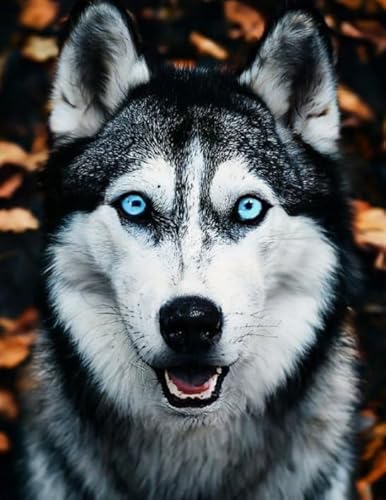 1000 Teile Puzzle,Animal Huskyss Plakats,Lernspielzeug Für Kinder,Spiele Zum Stressabbau In Der Familie,Erwachsene Puzzles Challenge Spiel Ja447Zp von Schwagebo
