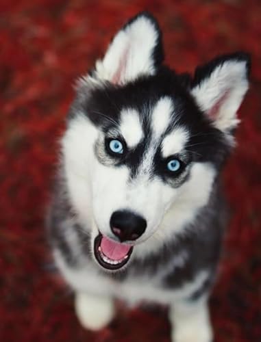 1000 Teile Puzzle,Animal Huskyss Plakats,Lernspielzeug Für Kinder,Spiele Zum Stressabbau In Der Familie,Erwachsene Puzzles Challenge Spiel Ja448Zp 1000 Teile Puzzle,Animal Huskyss Plakats,Lernspielzeug Für Kinder,Spiele Zum Stressabbau In Der Familie,Erwachsene Puzzles Challenge Spiel Ja448Zp von Schwagebo