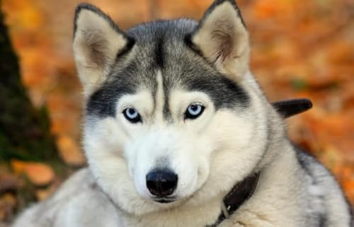 1000 Teile Puzzle,Animal Huskyss Plakats,Lernspielzeug Für Kinder,Spiele Zum Stressabbau In Der Familie,Erwachsene Puzzles Challenge Spiel Ja449Zp von Schwagebo