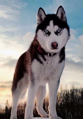 1000 Teile Puzzle,Animal Huskyss Plakats,Lernspielzeug Für Kinder,Spiele Zum Stressabbau In Der Familie,Erwachsene Puzzles Challenge Spiel Ja450Zp 1000 Teile Puzzle,Animal Huskyss Plakats,Lernspielzeug Für Kinder,Spiele Zum Stressabbau In Der Familie,Erwachsene Puzzles Challenge Spiel Ja450Zp von Schwagebo