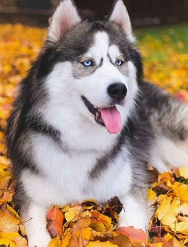 1000 Teile Puzzle,Animal Huskyss Plakats,Lernspielzeug Für Kinder,Spiele Zum Stressabbau In Der Familie,Erwachsene Puzzles Challenge Spiel Ja451Zp von Schwagebo