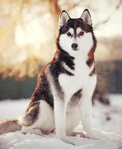1000 Teile Puzzle - Huskys Animal Dogs - Personalisiertes Herausforderungs Spielzeug Für Erwachsene - Familie Spaß Herausforderung Spielzeug - Wand Kunst Dekoration Ja207Zp von Schwagebo