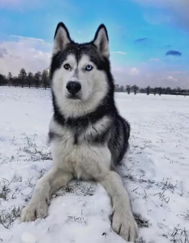 1000 Teile Puzzle - Huskys Animal Dogs - Personalisiertes Herausforderungs Spielzeug Für Erwachsene - Familie Spaß Herausforderung Spielzeug - Wand Kunst Dekoration Ja209Zp von Schwagebo