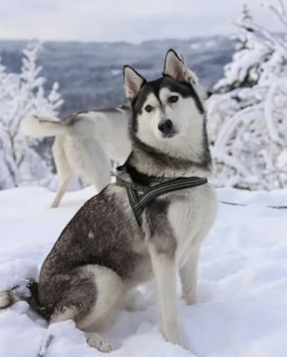 1000 Teile Puzzle - Huskys Animal Dogs - Personalisiertes Herausforderungs Spielzeug Für Erwachsene - Familie Spaß Herausforderung Spielzeug - Wand Kunst Dekoration Ja210Zp von Schwagebo
