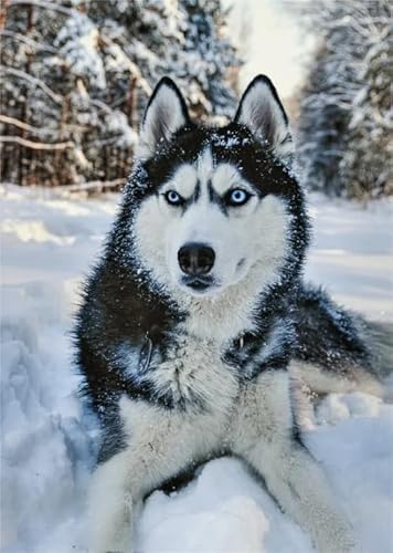 1000 Teile Puzzle - Huskys Animal Dogs - Personalisiertes Herausforderungs Spielzeug Für Erwachsene - Familie Spaß Herausforderung Spielzeug - Wand Kunst Dekoration Ja211Zp von Schwagebo