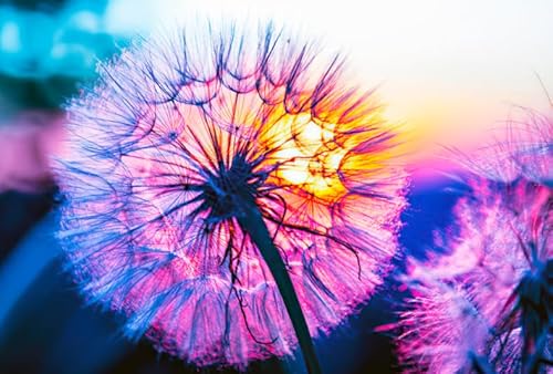 Colourful Unregelmäßiges Puzzle - Dandelions Posters - Personalisiertes Puzzle-Spielzeug Für Erwachsene - Spielzeug Zur Stressreduzierung Für Die Familie Gifts - Puzzles 1000 Stück - Sk205Zp von Schwagebo