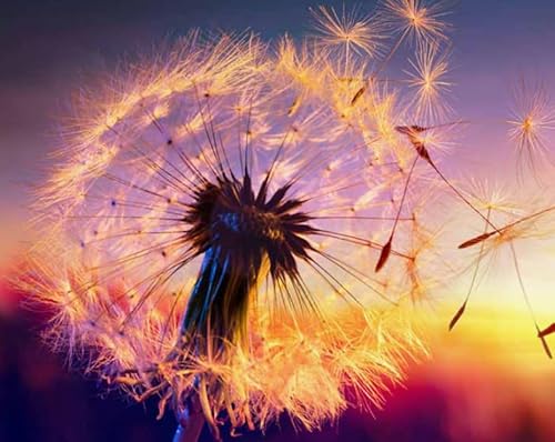 Colourful Unregelmäßiges Puzzle - Dandelions Posters - Personalisiertes Puzzle-Spielzeug Für Erwachsene - Spielzeug Zur Stressreduzierung Für Die Familie Gifts - Puzzles 1000 Stück - Sk208Zp von Schwagebo